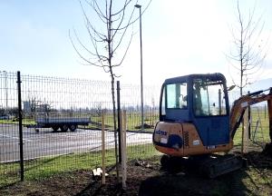 ZASADITEV DREVES OB NOVEM PARKIRIŠČU PRI OŠ CERKNICA 06 FOTO BOŠTJAN OTONIČAR